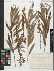 Foto von Salix petiolaris Sm.